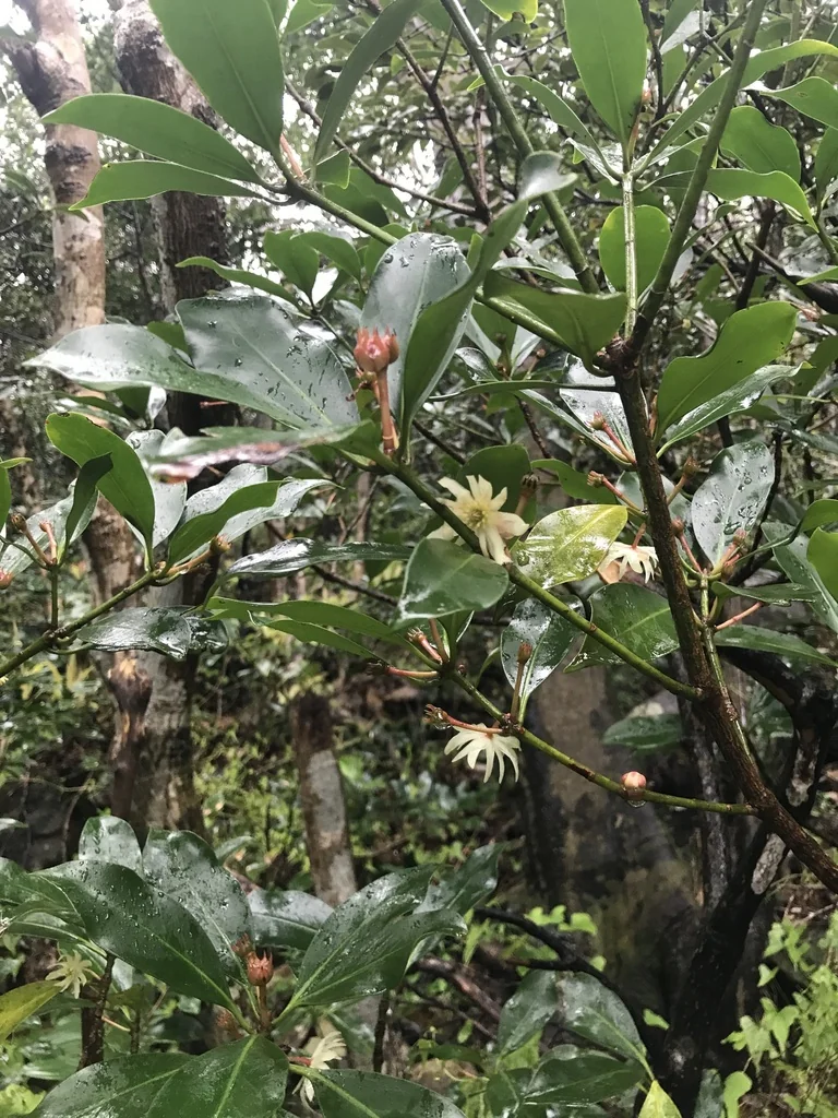 Illicium Anisatum