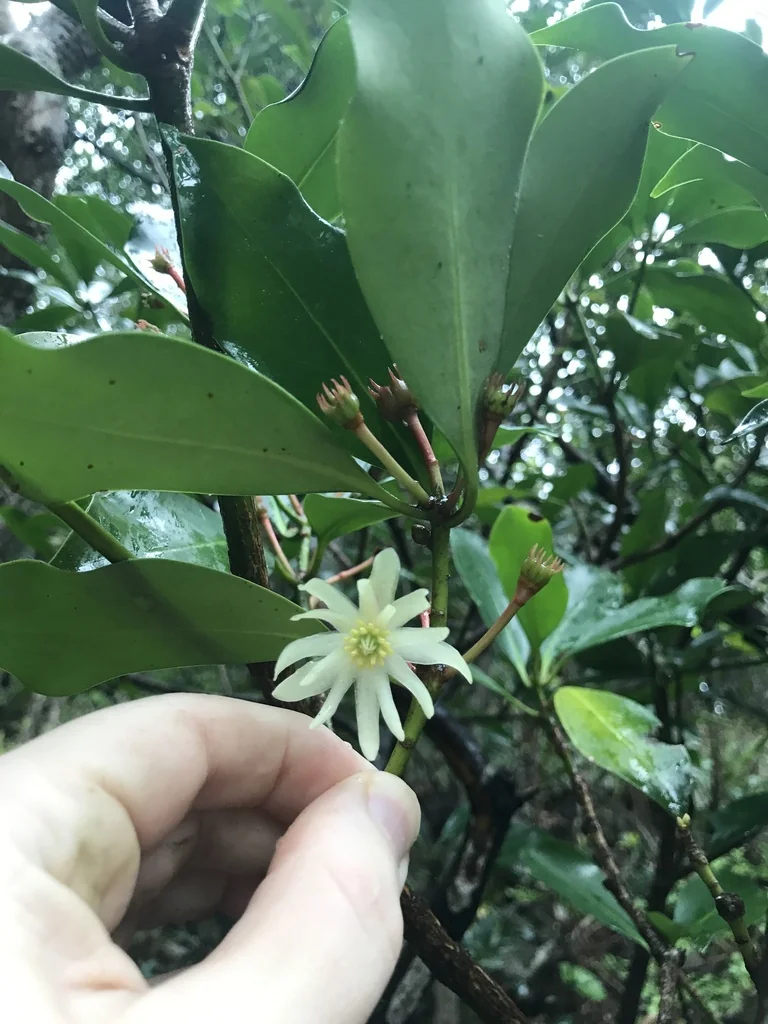 Illicium Anisatum