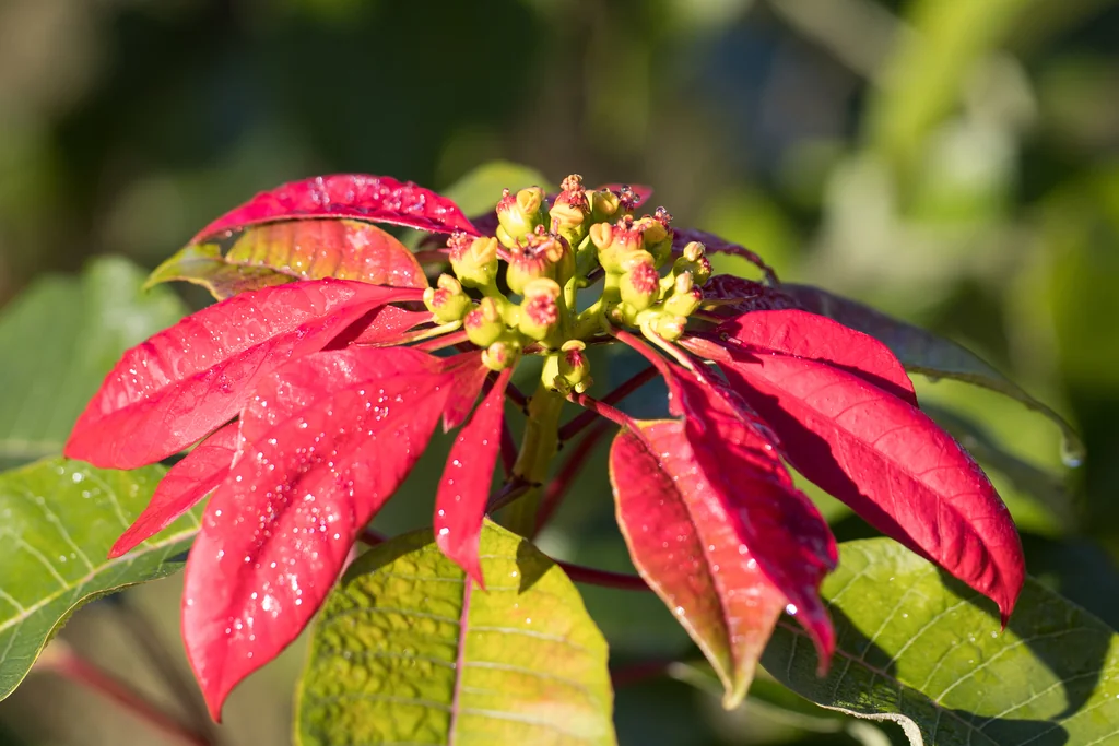 Euphorbia Pulcherrima