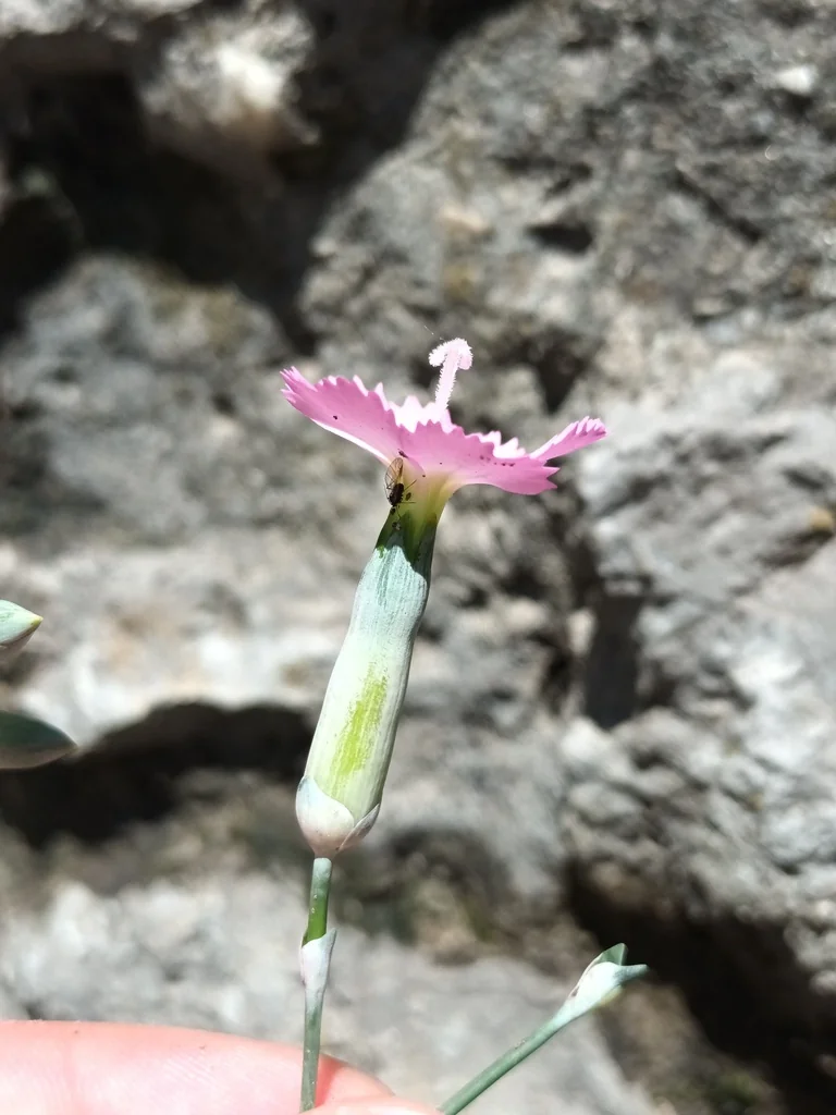 Dianthus Caryophyllus
