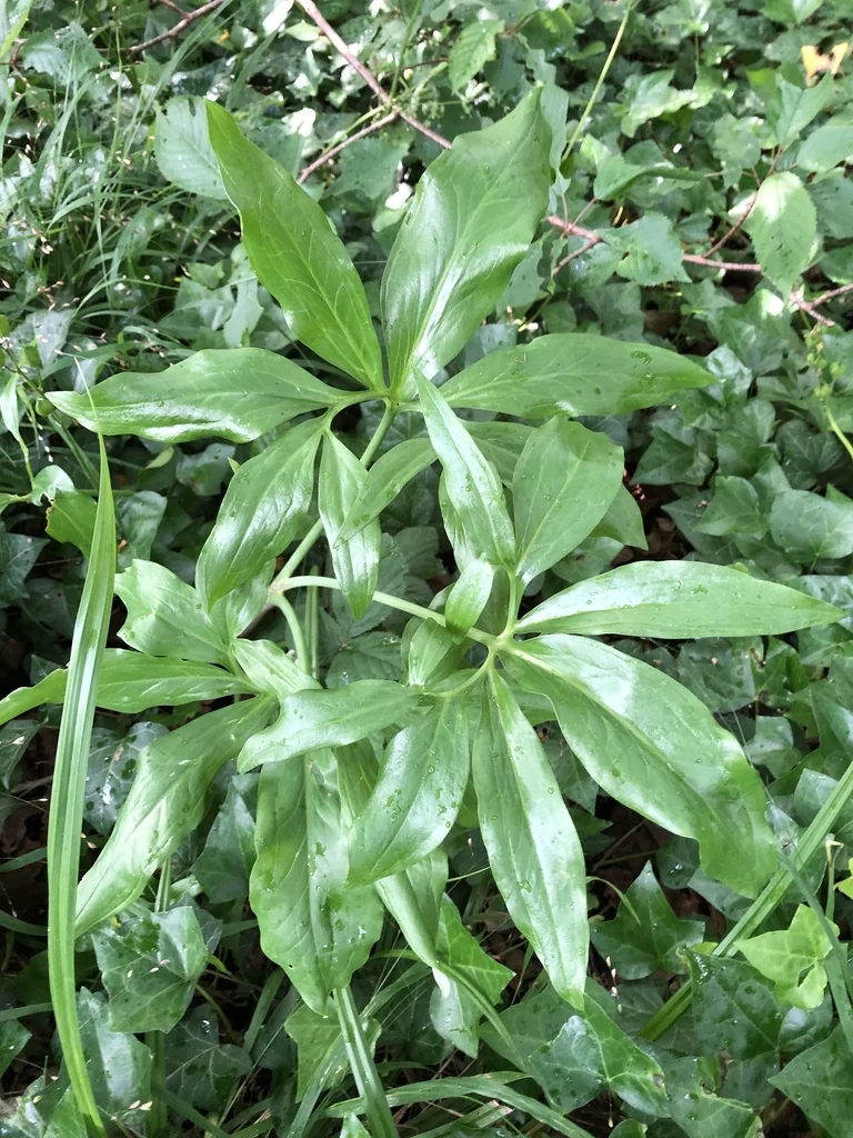 Dracunculus Vulgaris