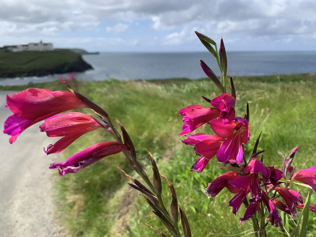 Gladiolus Communis