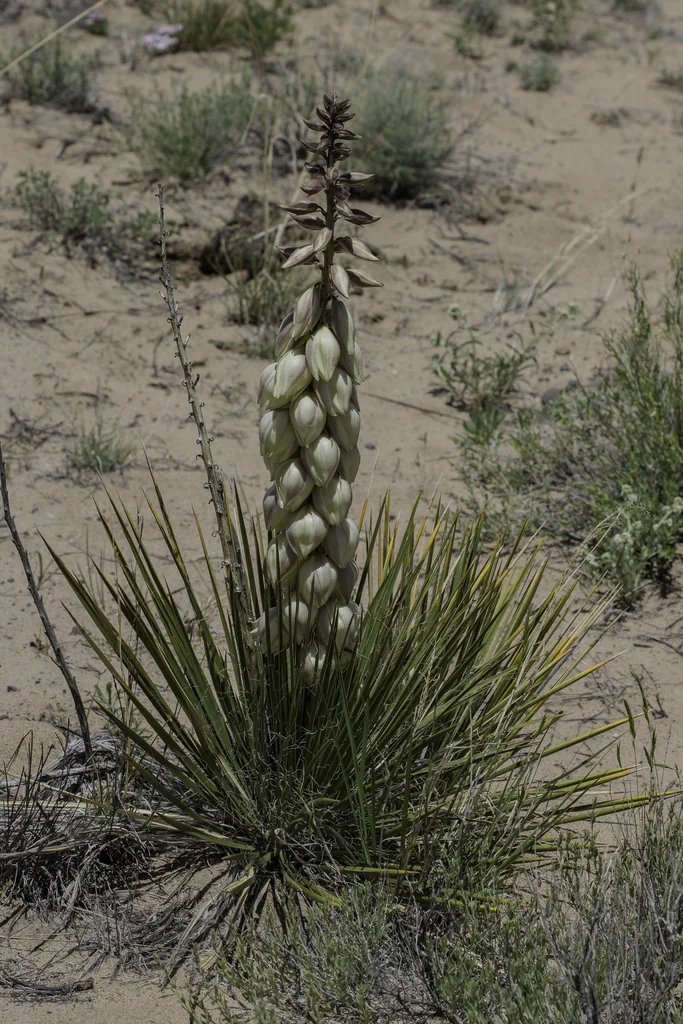 Yucca Baileyi