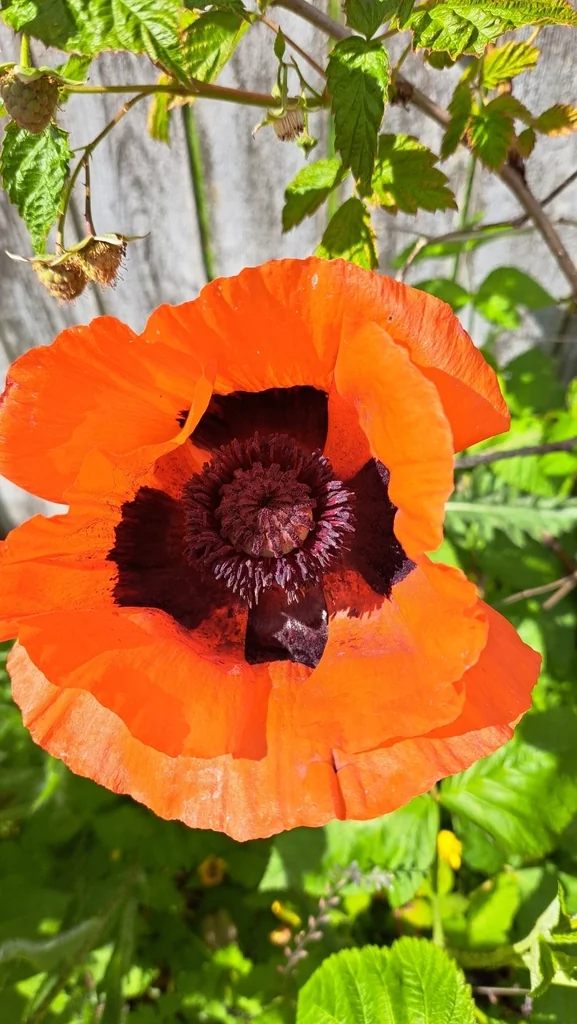 Papaver Orientale