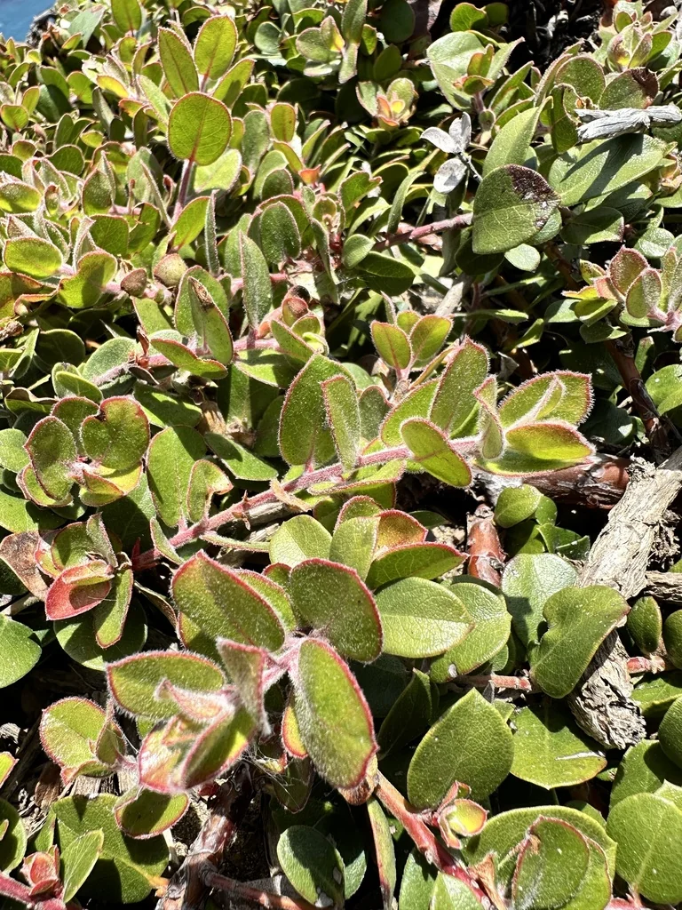 Arctostaphylos Edmundsii