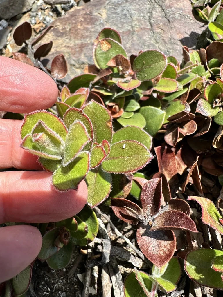 Arctostaphylos Edmundsii