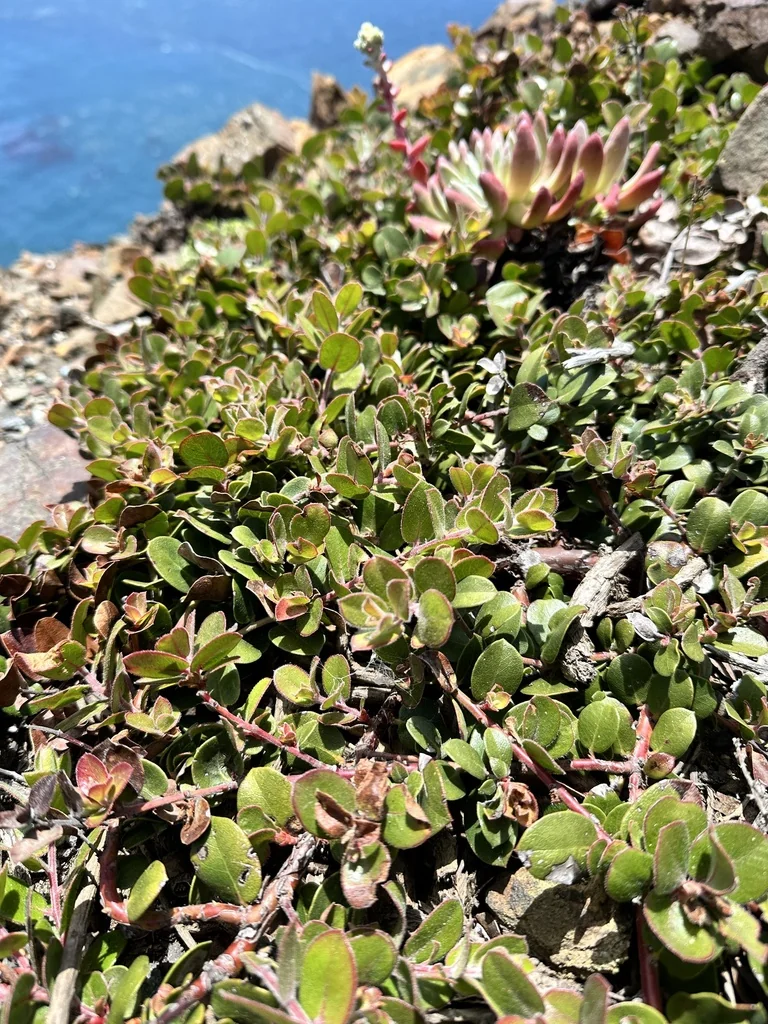 Arctostaphylos Edmundsii