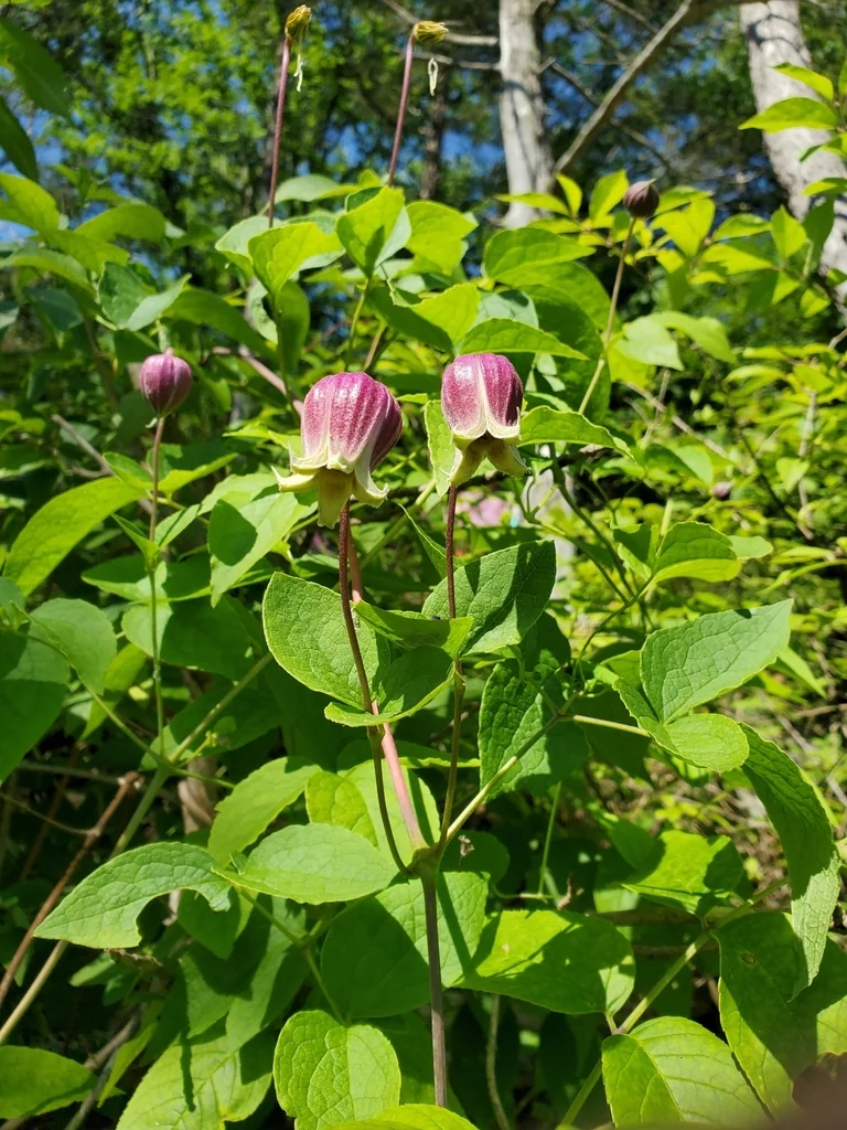 Clematis Viorna