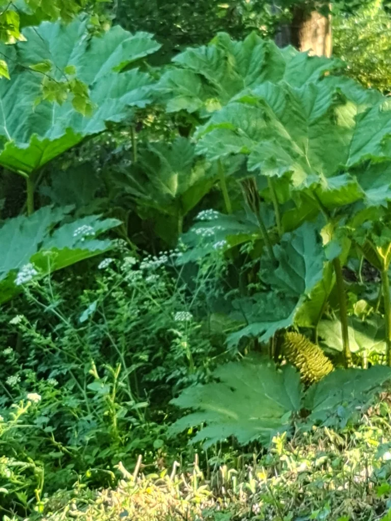 Gunnera Manicata