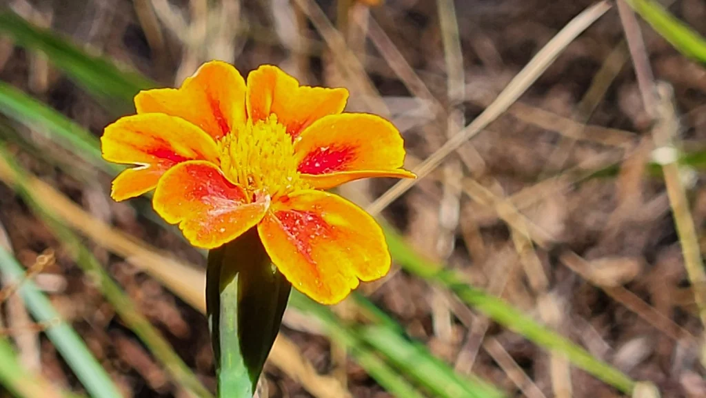 Tagetes Patula