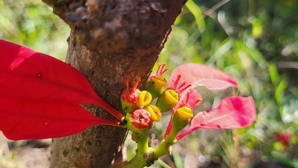 Euphorbia Pulcherrima