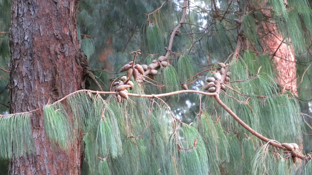 Pinus Patula