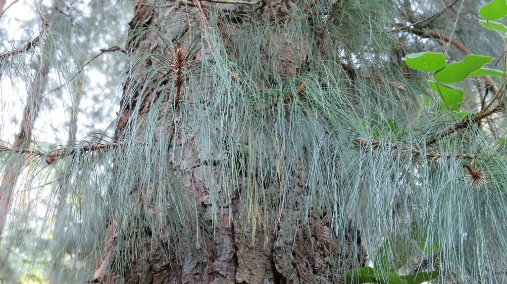 Pinus Patula