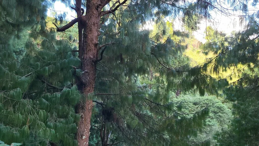 Pinus Patula