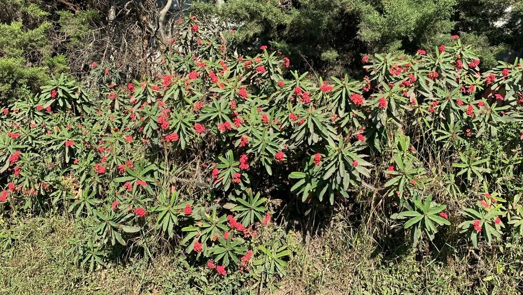 Euphorbia Milii