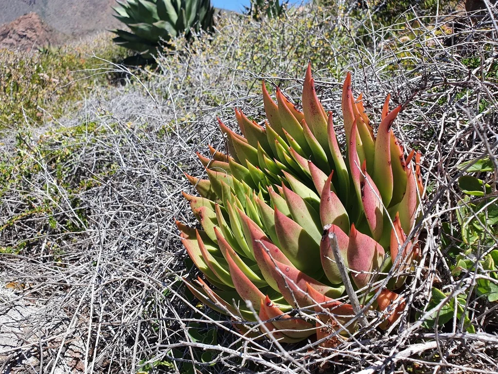 Dudleya Brittonii