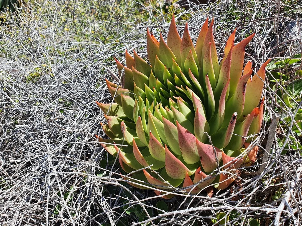 Dudleya Brittonii