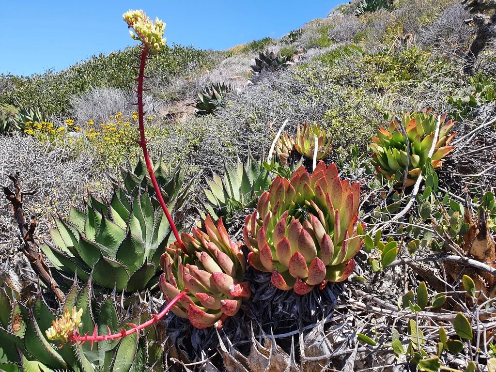 Dudleya Brittonii