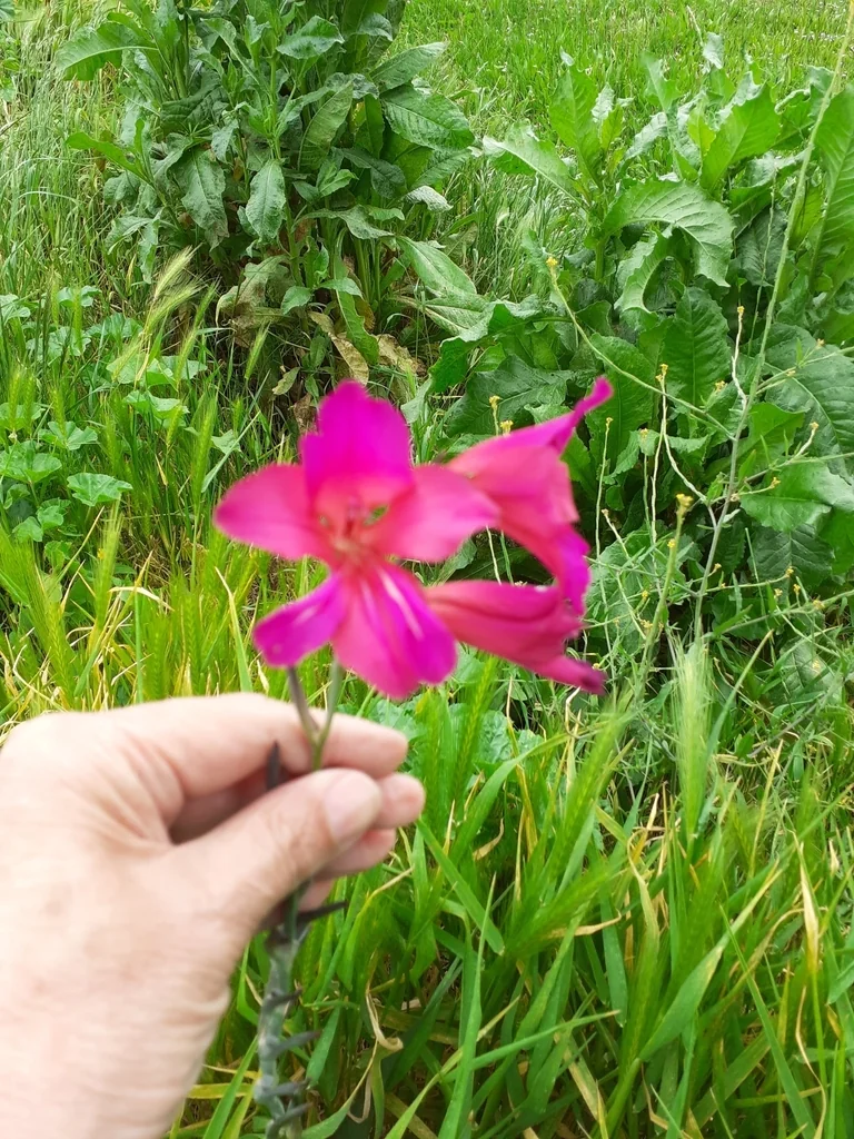 Gladiolus Communis