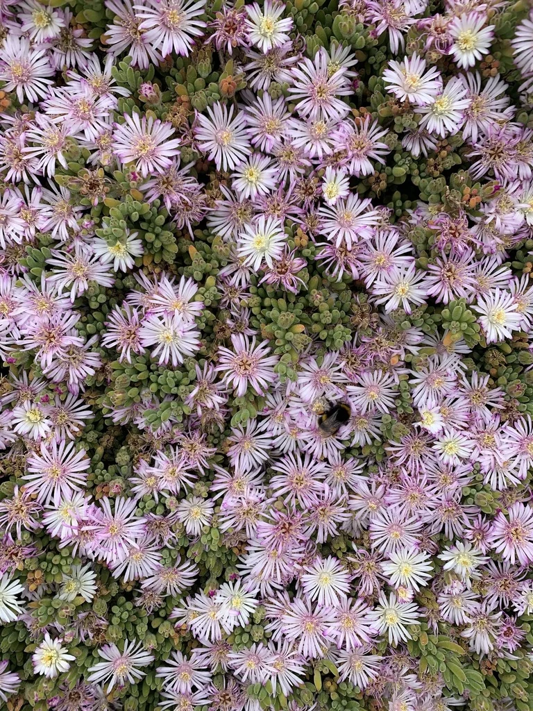 Drosanthemum Floribundum