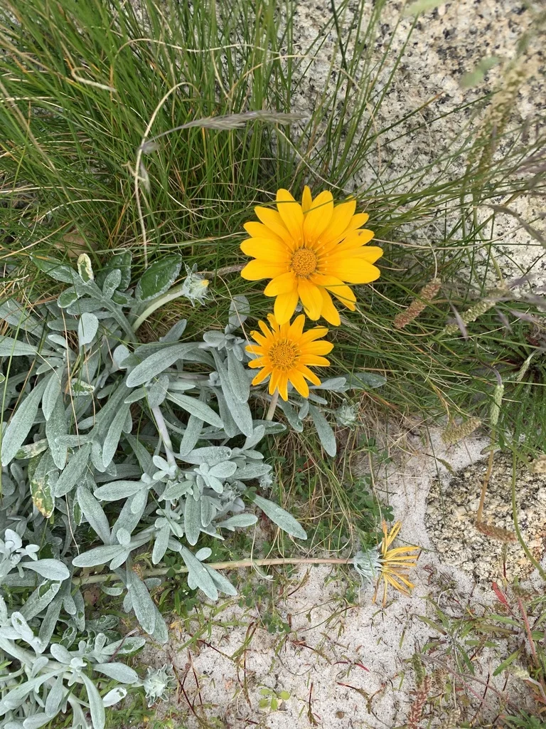 Gazania Rigens