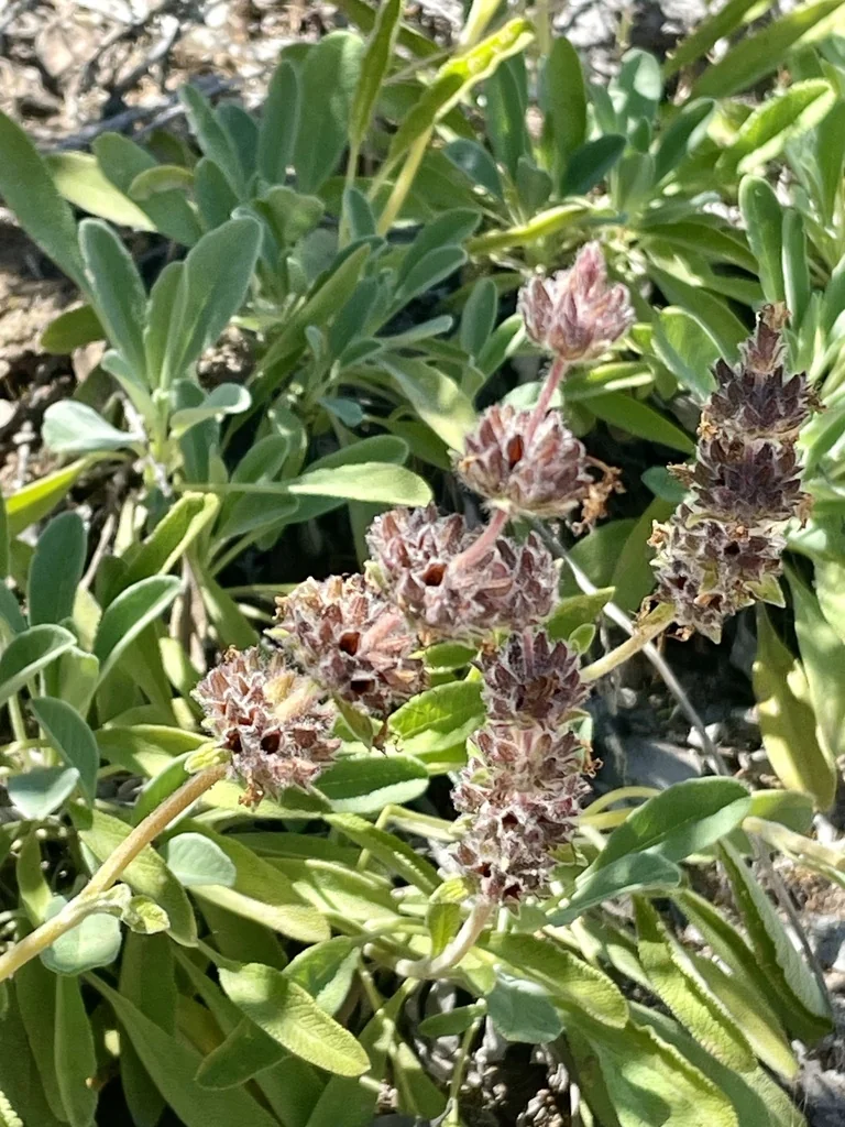 Salvia Sonomensis