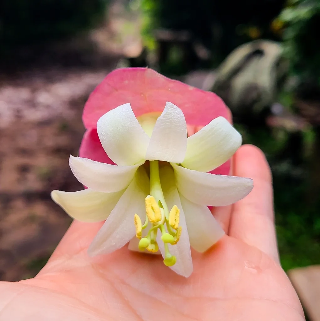 Passiflora Membranacea