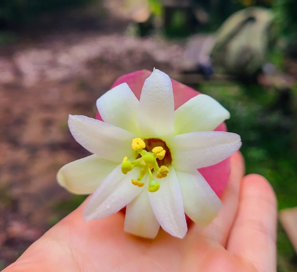 Passiflora Membranacea