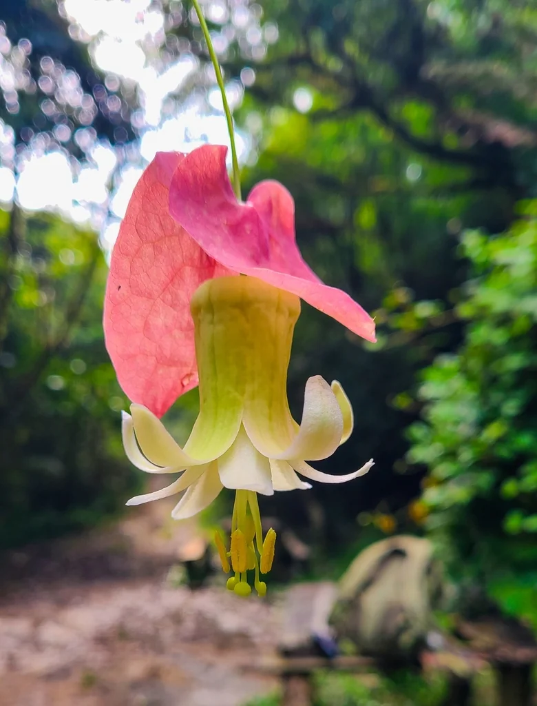 Passiflora Membranacea