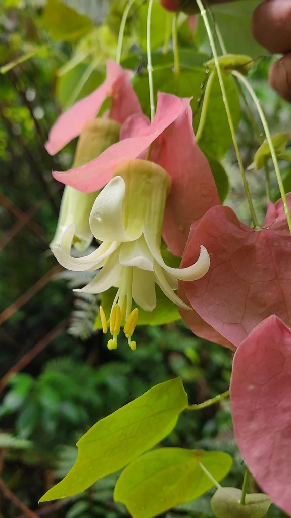 Passiflora Membranacea