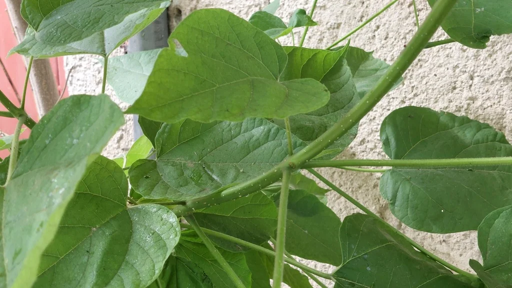 Catalpa Bignonioides