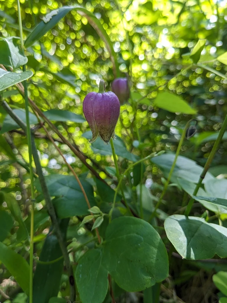 Clematis Viorna
