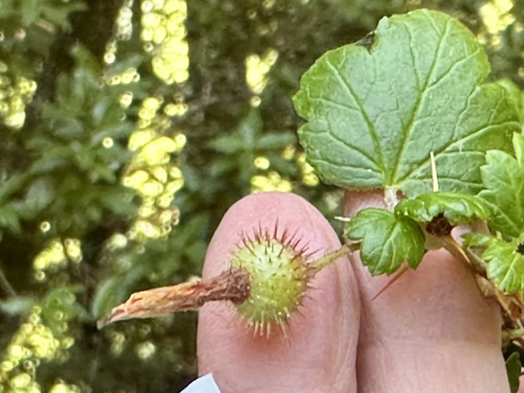 Ribes Menziesii