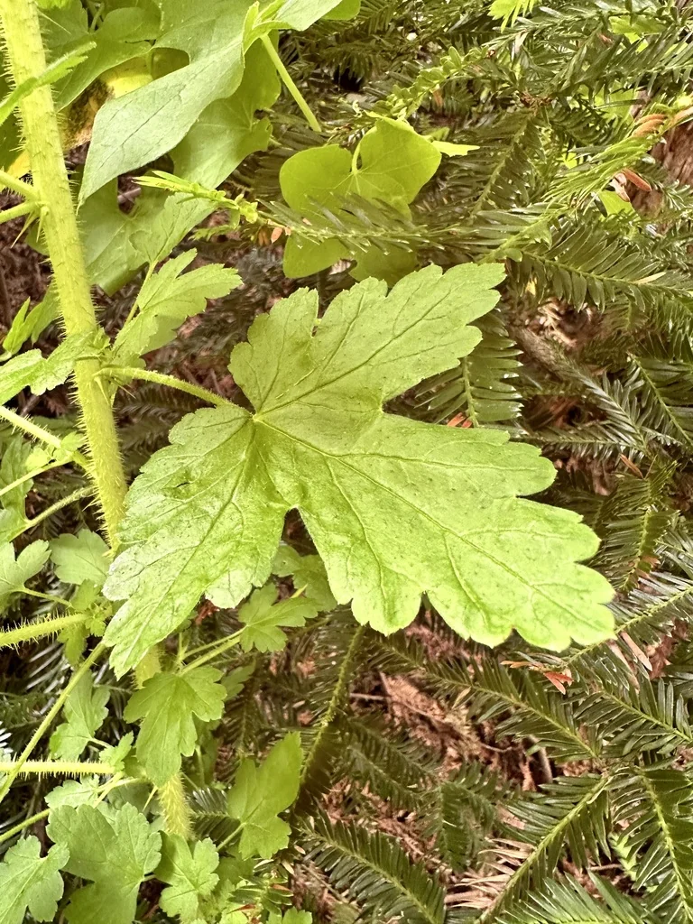 Ribes Menziesii