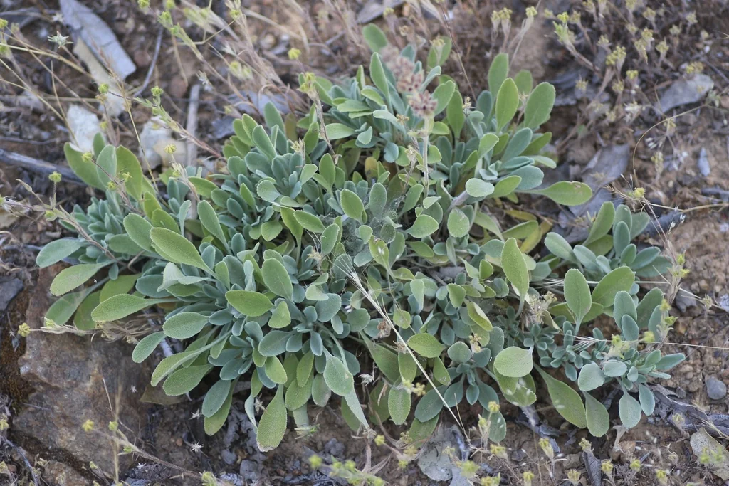 Salvia Sonomensis
