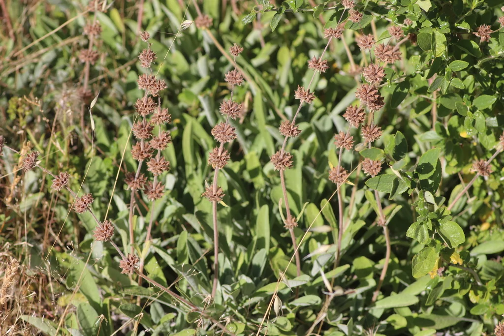 Salvia Sonomensis