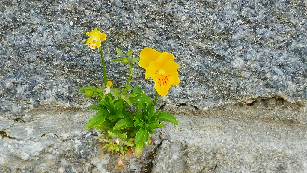 Viola X Wittrockiana