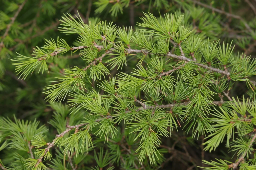 Cedrus Deodara