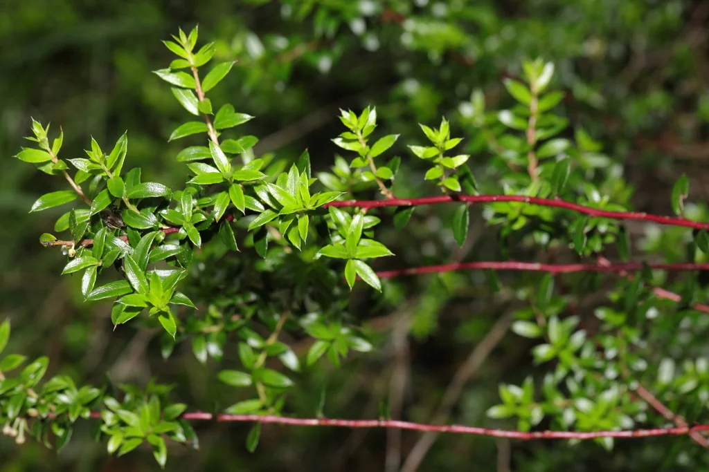 Gaultheria Mucronata