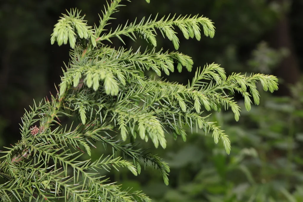 Cryptomeria Japonica