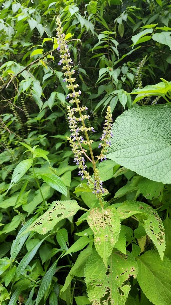 Coleus scutellarioides