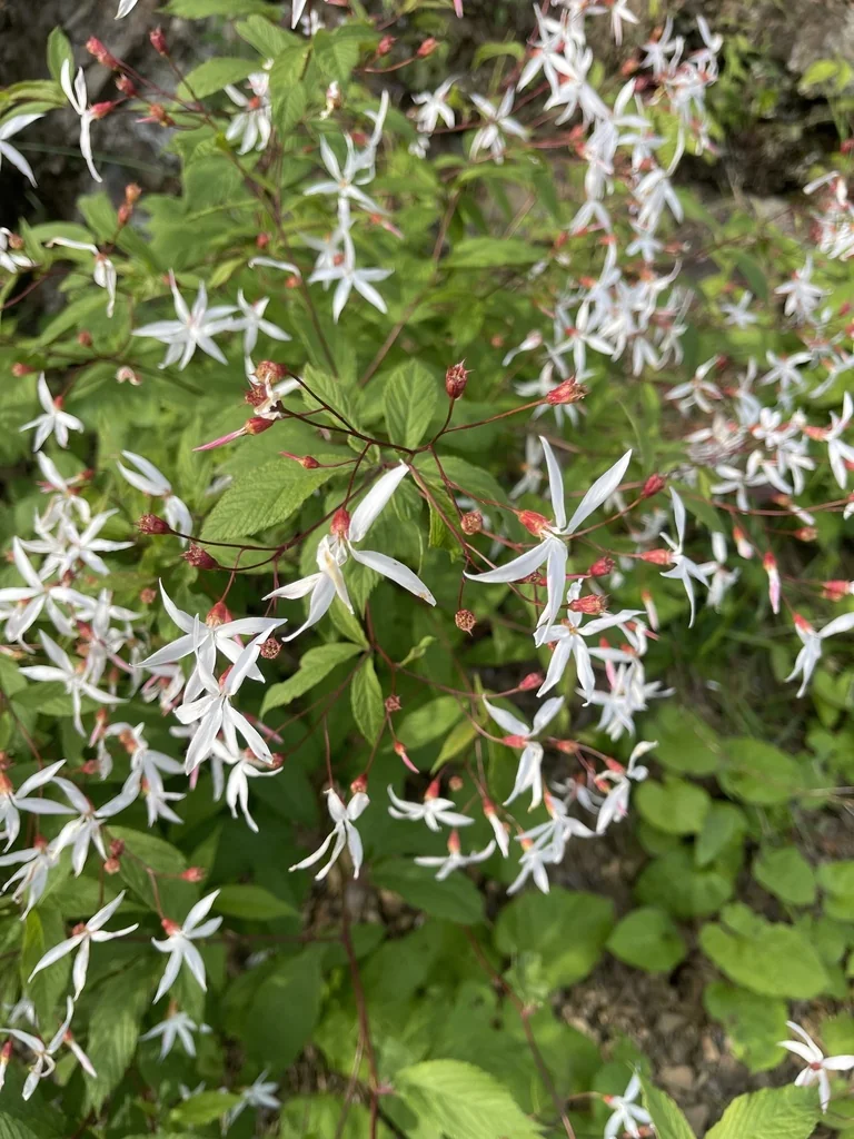 Porteranthus Trifoliatus