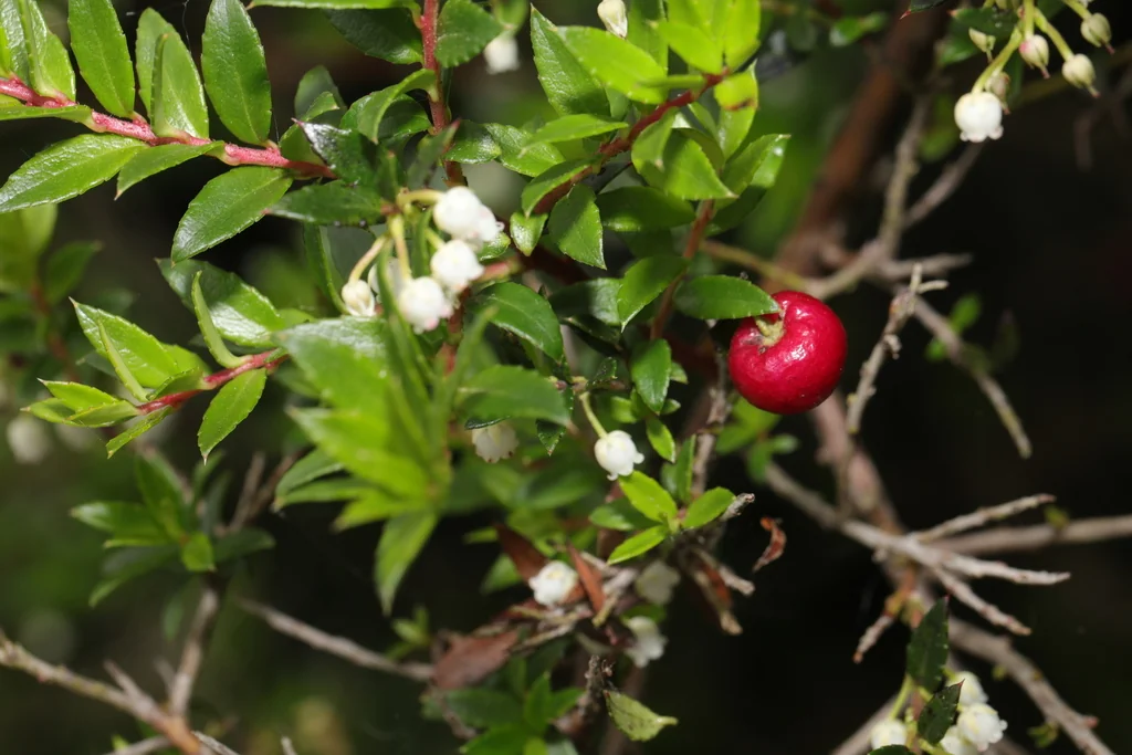 Gaultheria Mucronata
