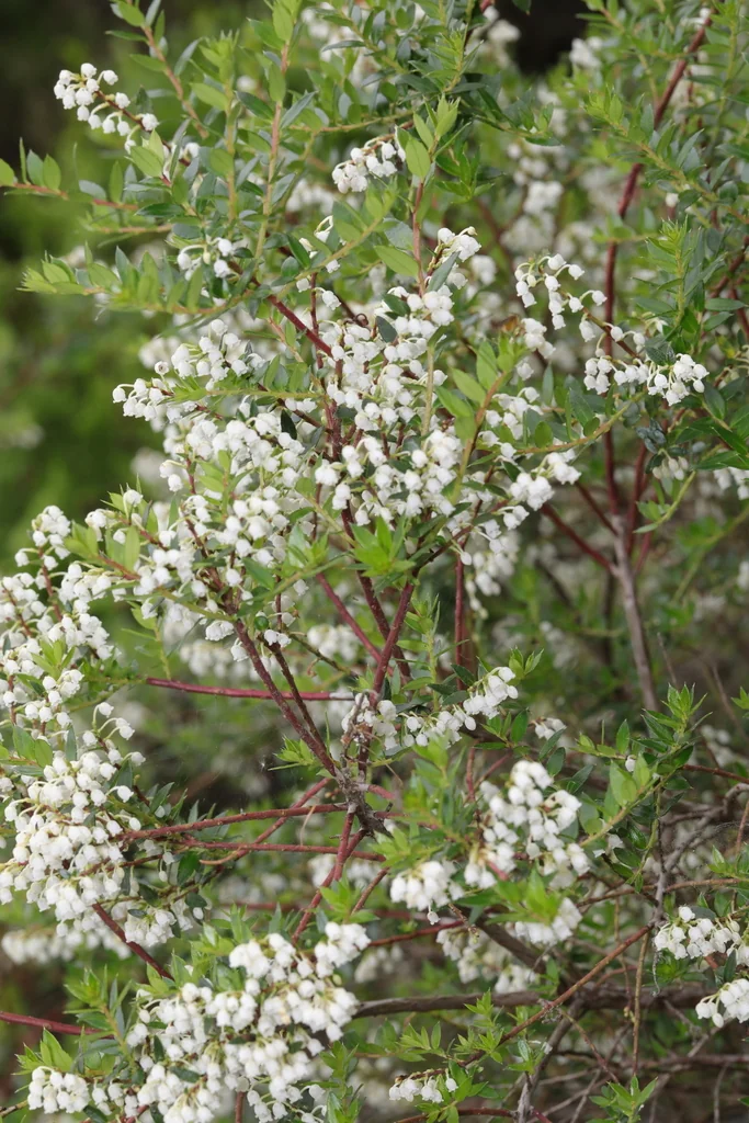 Gaultheria Mucronata