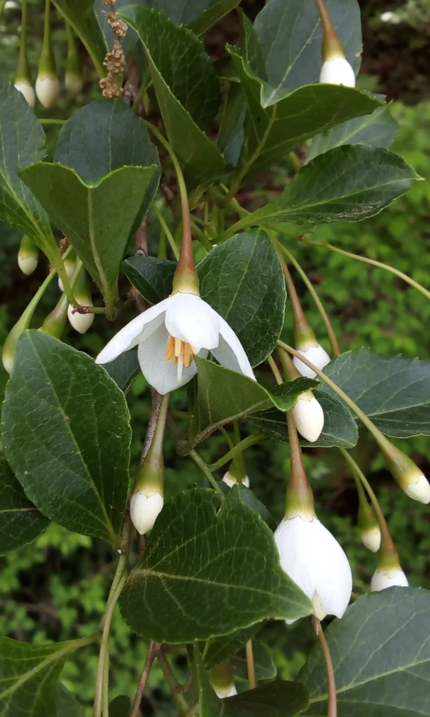 Styrax Japonicus