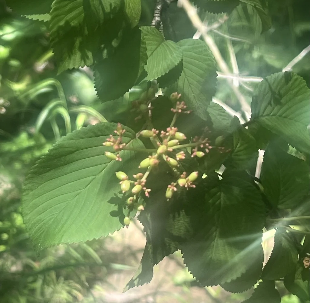 Viburnum Dentatum