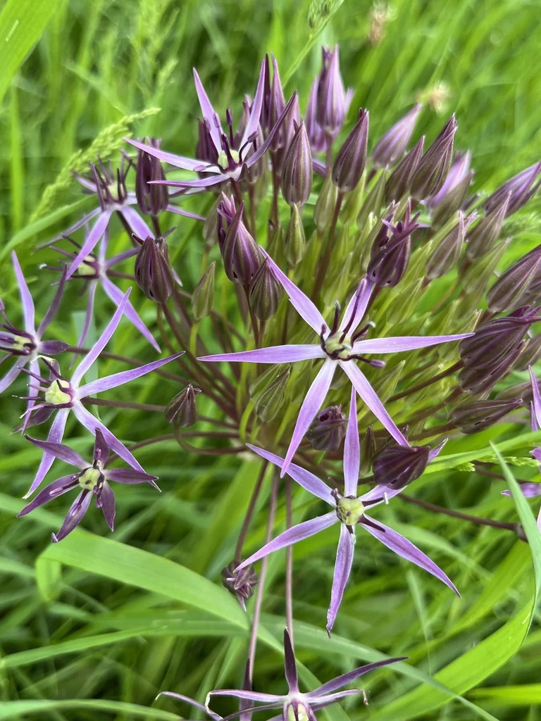 Allium Cristophii