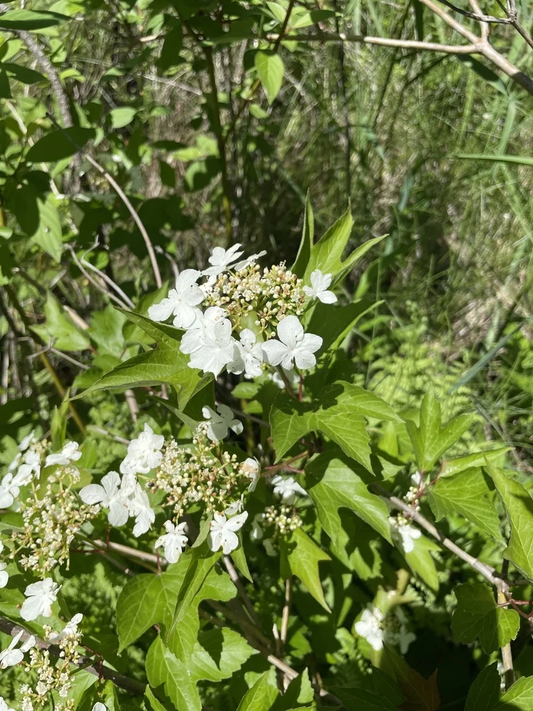 Viburnum Opulus Var. Americanum