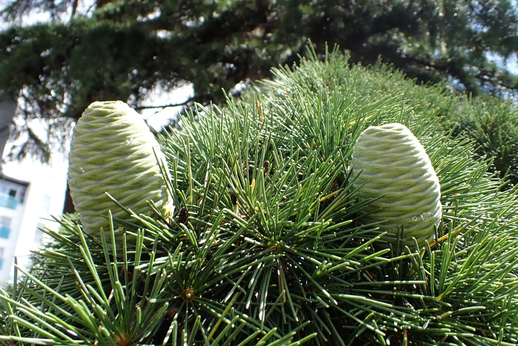 Cedrus Deodara