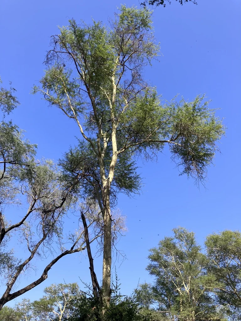 Acacia Xanthophloea